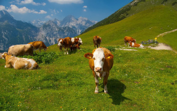 Картинка животные коровы буйволы горы луг