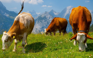 Картинка животные коровы буйволы трава