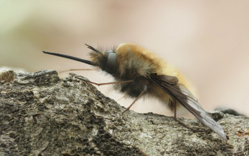 Картинка животные насекомые крылья насекомое хоботок