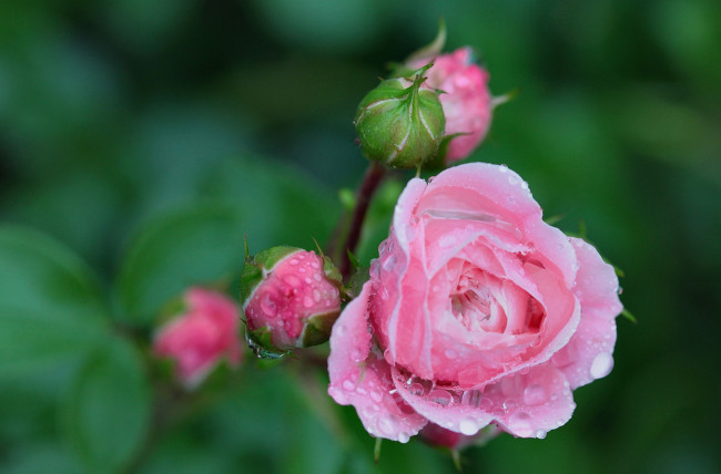 Обои картинки фото цветы, розы, розовый, капли
