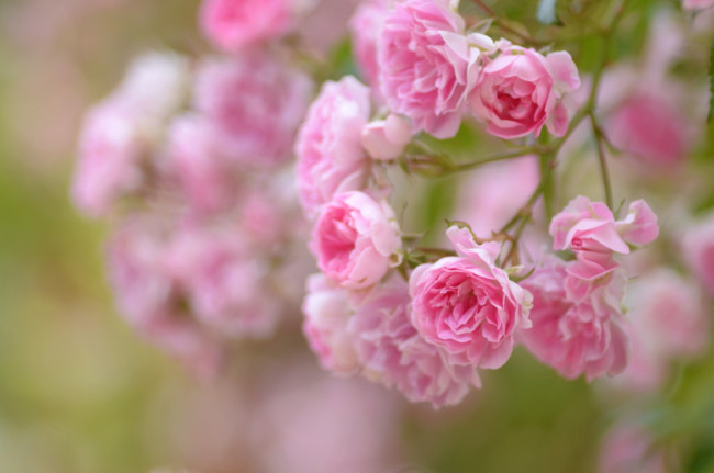 Обои картинки фото цветы, розы, ветка, розовый