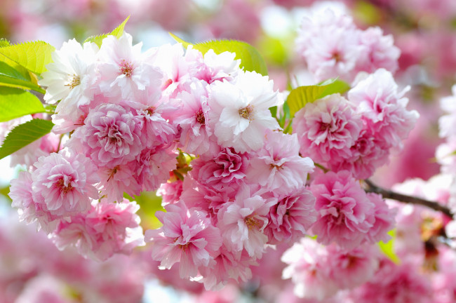 Обои картинки фото цветы, сакура, вишня, макро, цветение, ветка