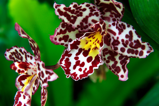 Обои картинки фото цветы, орхидеи, макро, экзотика