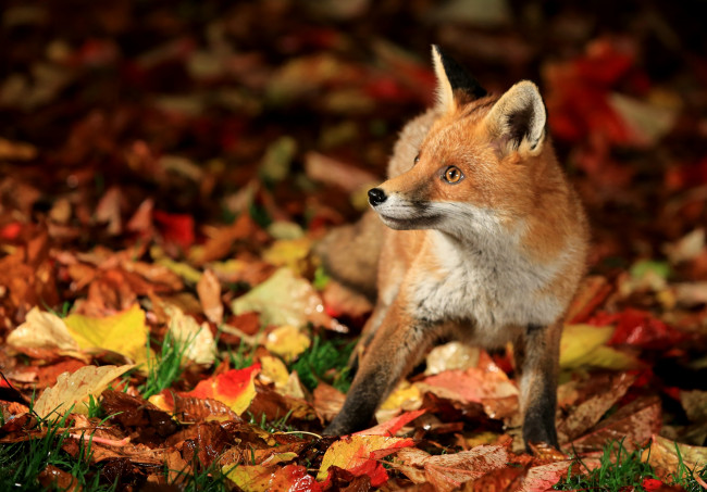 Обои картинки фото животные, лисы, лисёнок, листья, осень