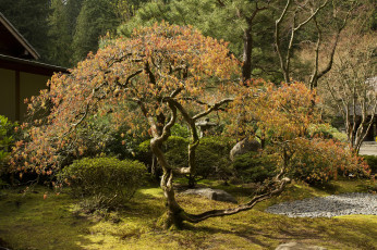 Картинка природа деревья лужайка дерево крона