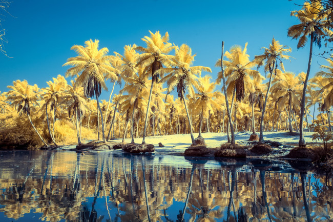 Обои картинки фото природа, тропики, река, пальмы