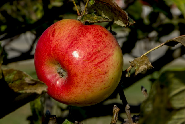 Обои картинки фото природа, плоды, ветка, листья, яблоко