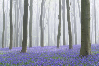 Картинка природа лес цветы туман деревья