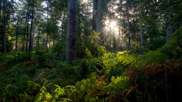 Картинка природа лес утро свет