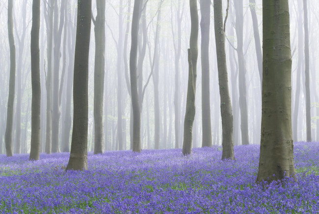 Обои картинки фото природа, лес, цветы, туман, деревья