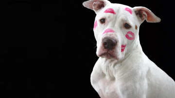 Картинка животные собаки пес белый помада поцелуи