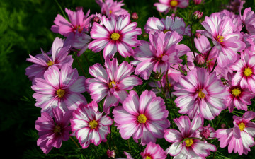 Картинка цветы космея бело-розовые космеи