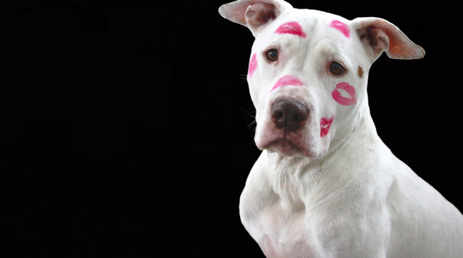 Обои картинки фото животные, собаки, пес, белый, помада, поцелуи