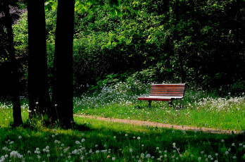 Картинка природа парк тропинка скамейка деревья одуванчики
