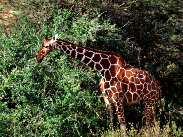 Обои картинки фото животные, жирафы