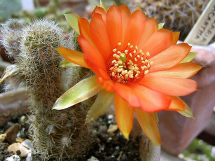 Картинка цветы кактусы колючий оранжевый