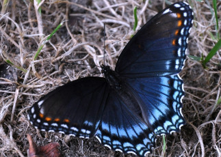 обоя животные, бабочки, большой, синий, крылья
