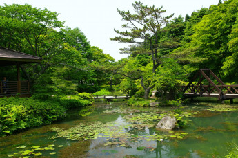 Картинка природа парк вода деревья мост