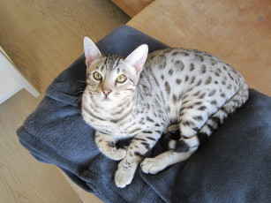 Картинка животные коты cat пятнистый бенгальский