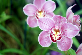 Картинка цветы орхидеи розовый
