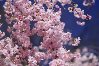 Картинка цветы сакура вишня весна розовый ветки небо
