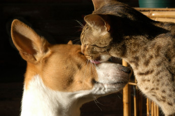 Картинка животные разные вместе кот собака