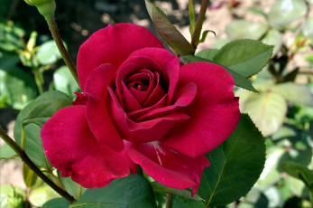 Картинка цветы розы красный лепестки