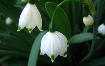 Картинка цветы подснежники белоцветник белый зеленый