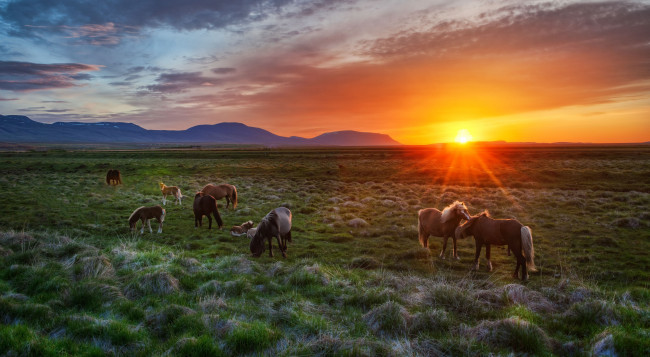 Обои картинки фото животные, лошади, исландия, iceland, жеребята, закат, пейзаж