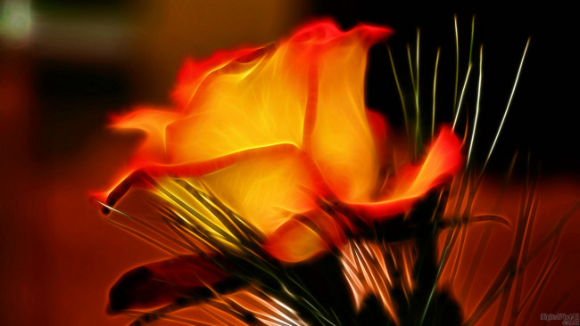 Обои картинки фото 3д, графика, flowers, цветы, роза