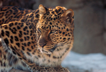 Картинка животные леопарды лежит кошка