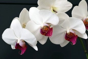 Картинка цветы орхидеи ветка белый