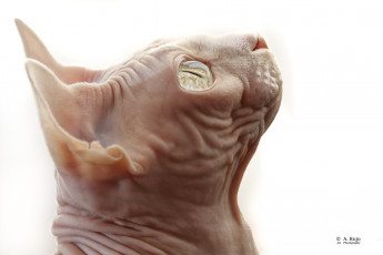 Картинка животные коты сфинкс морда голова