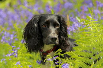 Картинка животные собаки колокольчики папоротник цветы