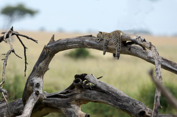 Картинка животные леопарды ветка малыш отдых