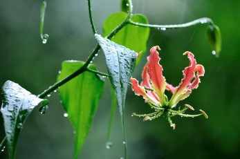 обоя цветы, глориоза, лилия, дождь