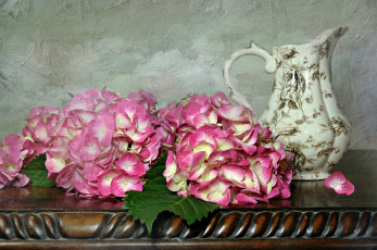 Картинка цветы гортензия текстура розовый