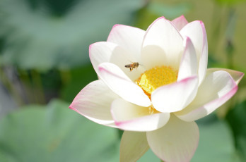 Картинка цветы лотосы лепестки пчела