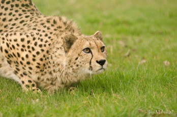 Картинка животные гепарды кошка трава