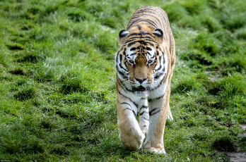 Картинка животные тигры полосатый