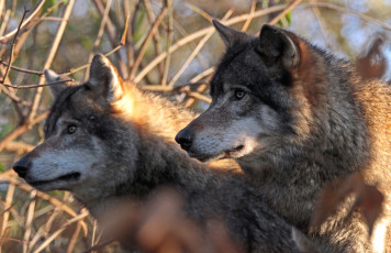 Картинка животные волки профиль хищники