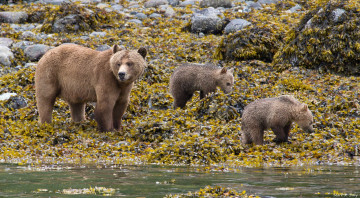 Картинка животные медведи мама малыши бурый