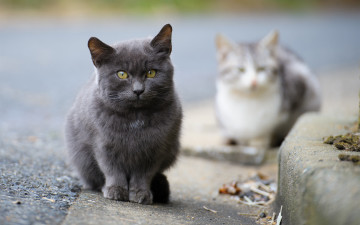 Картинка животные коты кот дымчатый взгляд