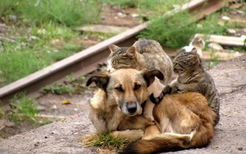 Картинка животные разные вместе друзья кошки собака
