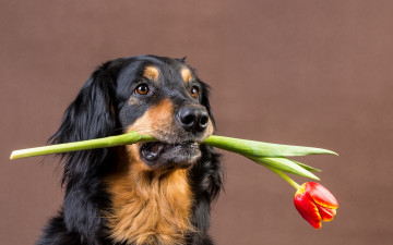 Картинка животные собаки друг тюльпан собака