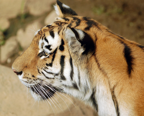 Обои картинки фото животные, тигры, морда, кошка