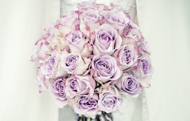 Обои картинки фото цветы, розы, свадебный, розовый