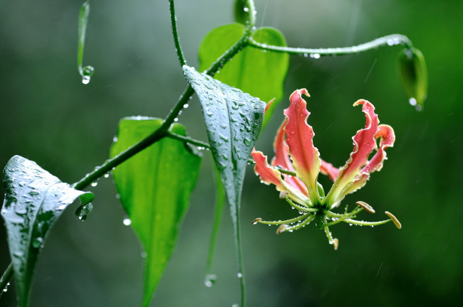 Обои картинки фото цветы, глориоза, лилия, дождь