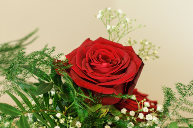 Обои картинки фото цветы, розы, зелень, гипсофила, бутон