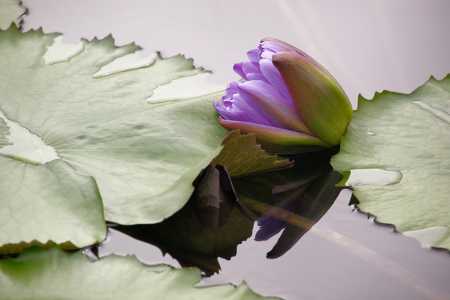 Обои картинки фото цветы, лилии, водяные, нимфеи, кувшинки, вода, листья, бутон, нимфея